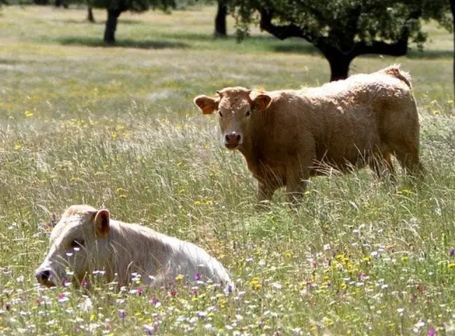 How Long Do Cows Live Sand Creek Farm