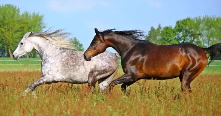 arabian horse