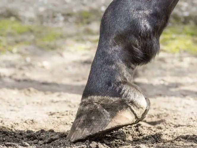 Hard and rocky terrain in horse