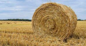 what is hay made of