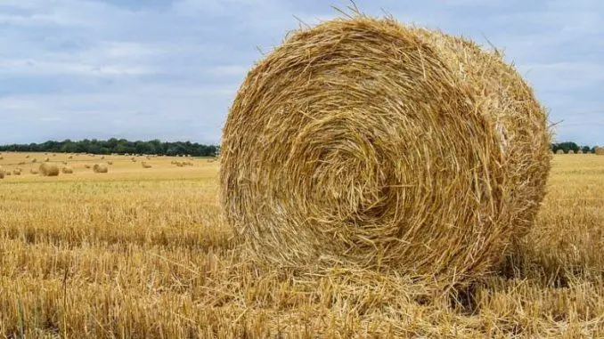 what is hay made of what is hay made of