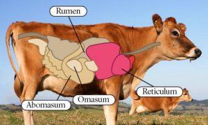 How Many Stomachs Does A Cow Have? - Sand Creek Farm