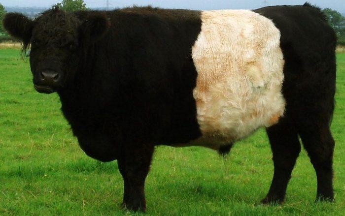 Belties (Belted Galloway)