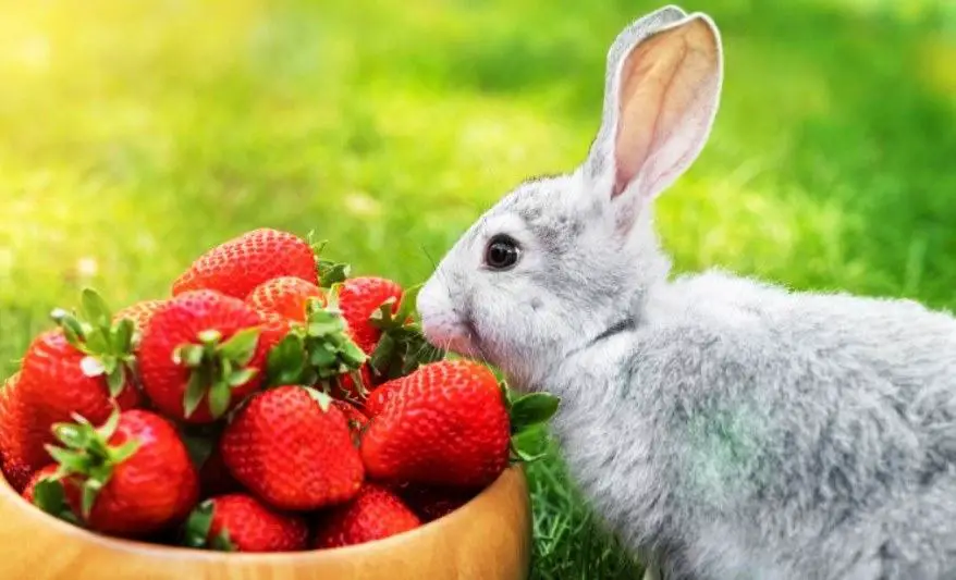 Can Rabbits Eat Strawberry Tops