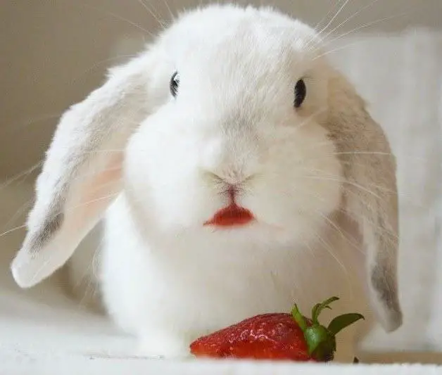 Can Rabbits Eat Strawberry