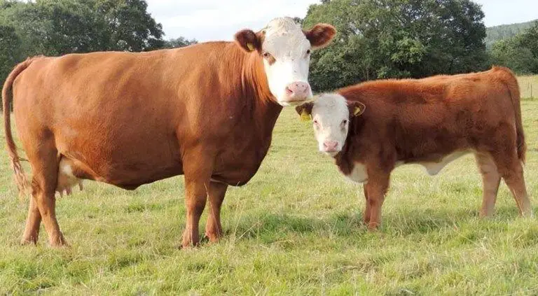Miniature Herefords
