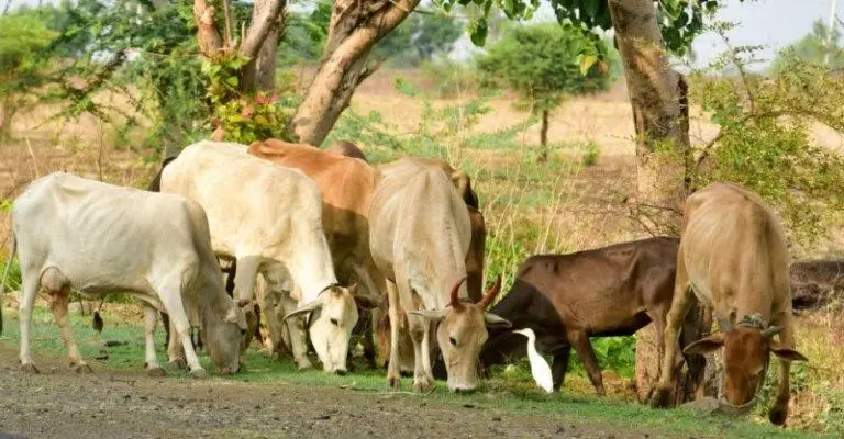 At what age are beef cows slaughtered