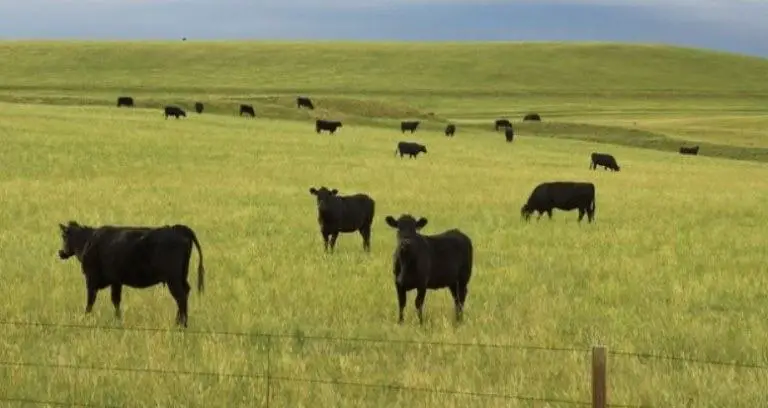 best beef cattle for small farm