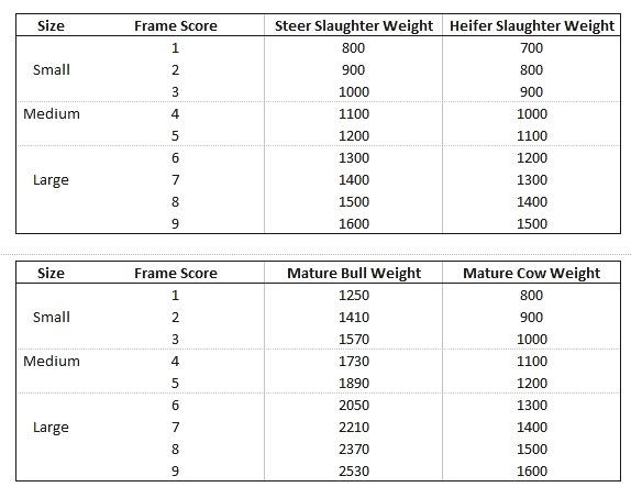 Best Age To Slaughter Beef Cattle Sand Creek Farm