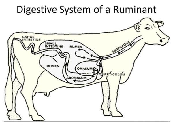 How Many Stomachs Does A Cow Have Sand Creek Farm   How Many Stomachs Does A Cow Have 600x434 