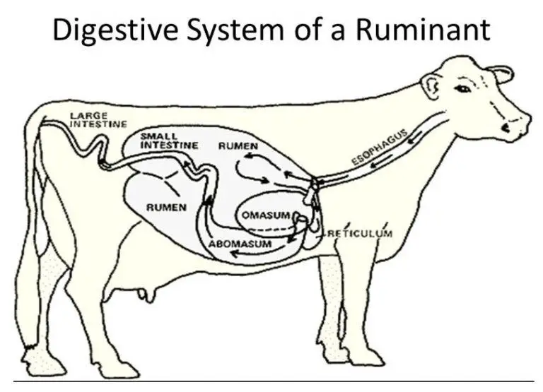 Labelled Diagram Of The Cows Digestive System