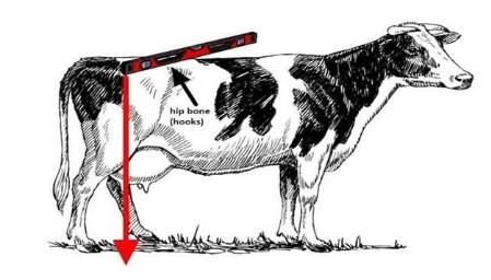 measure cow's hip height