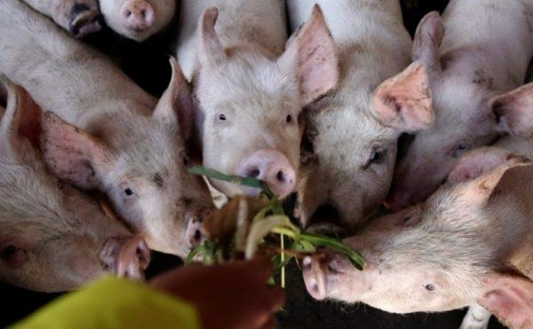 Exquisite Can Pigs Eat Chicken Bones Landscape Collection Exquisite Can Pigs Eat Chicken Bones Landscape Collection