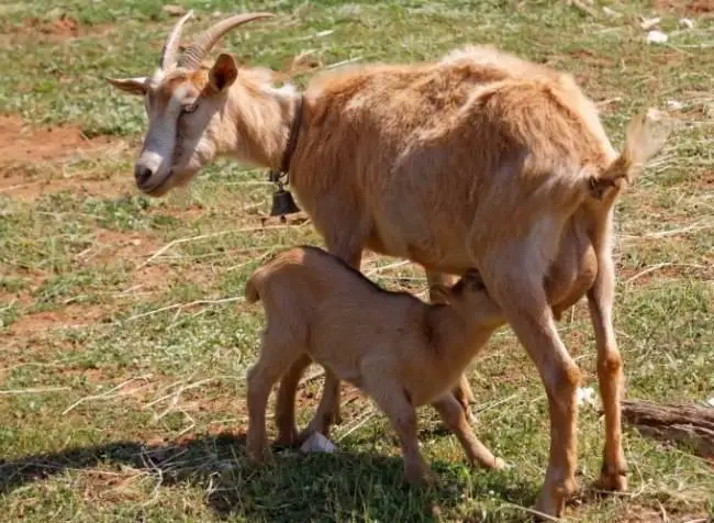 Feed the baby with mother milk