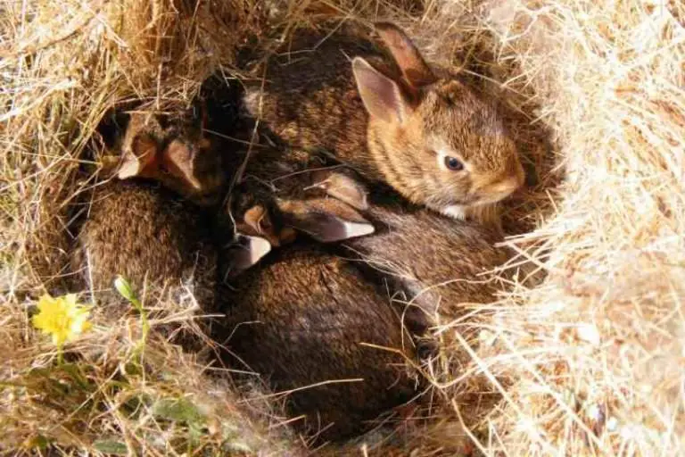 How Many Litters Can A Rabbit Have In A Year