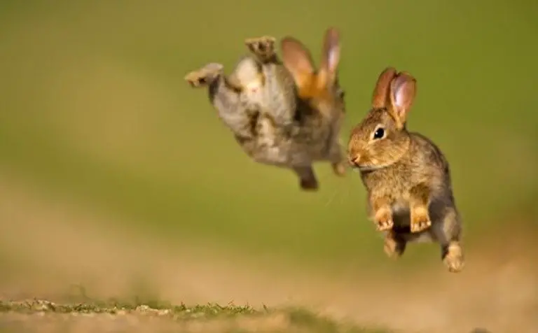 How high can a Rabbit jump?