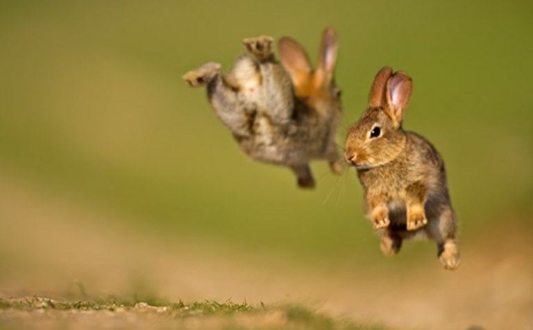 How high can a Rabbit jump?