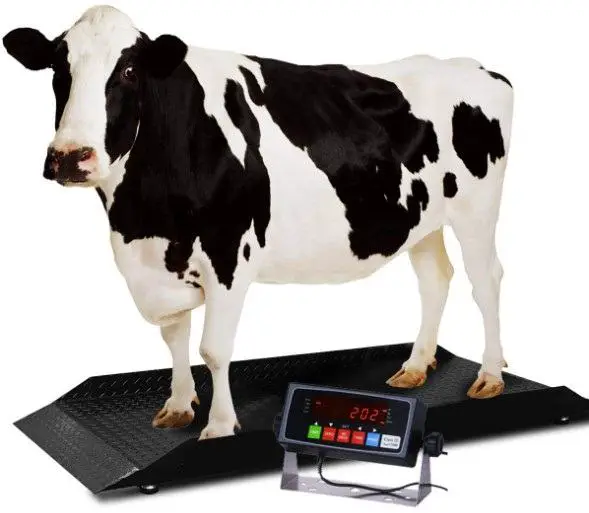 best livestock scale reviews
