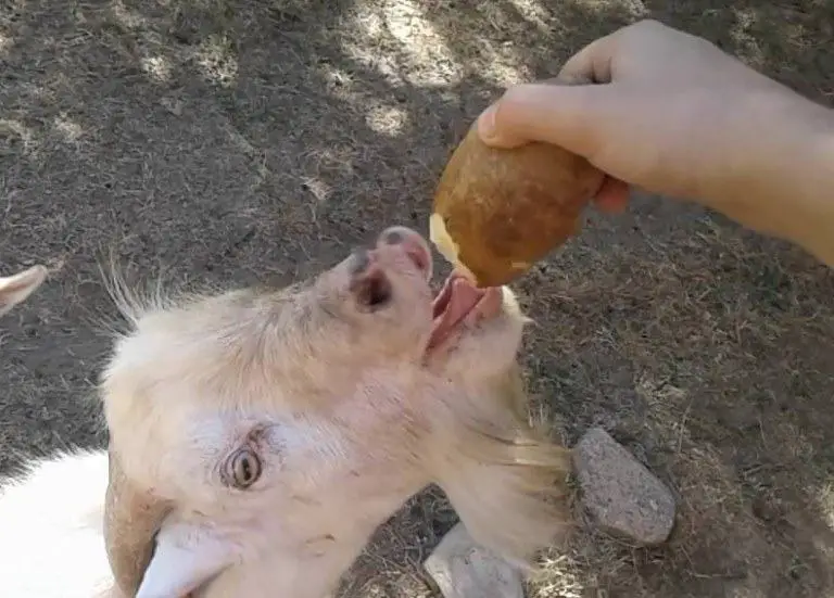 Can goats eat potatoes?