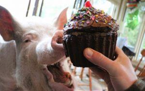 Can Pigs Eat Chocolate? - Sand Creek Farm