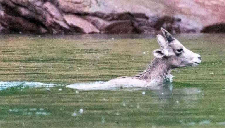 can sheep swim?