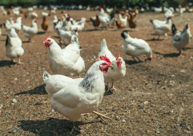 chickens give most money for small farm