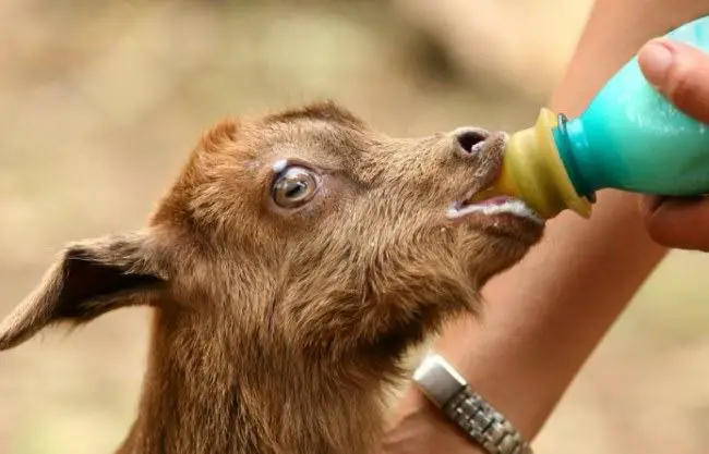 feed baby goat with a bottle