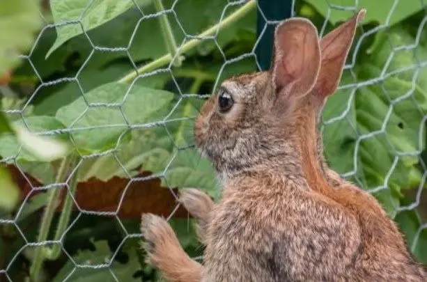 garden fence to prevent rabbit jump in