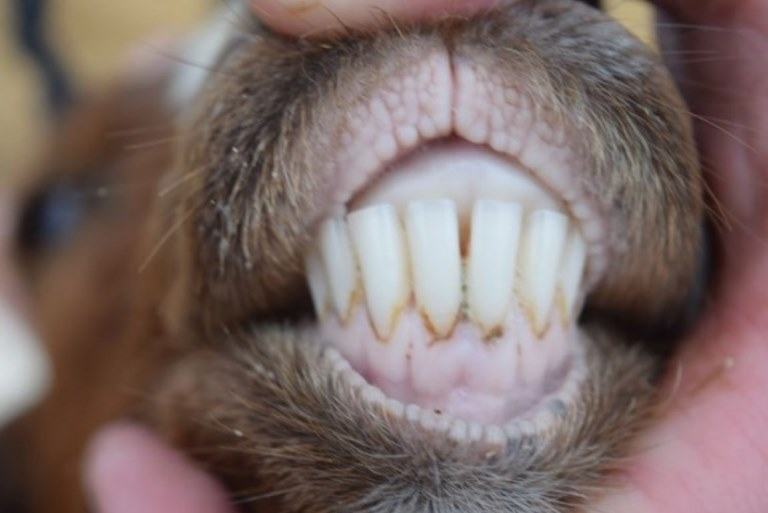 goat teeth can determine goat age