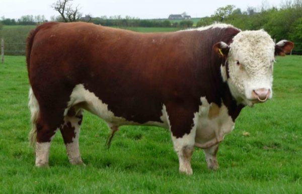 Similarities & Differences Between Hereford vs Angus Cattle - Sand ...