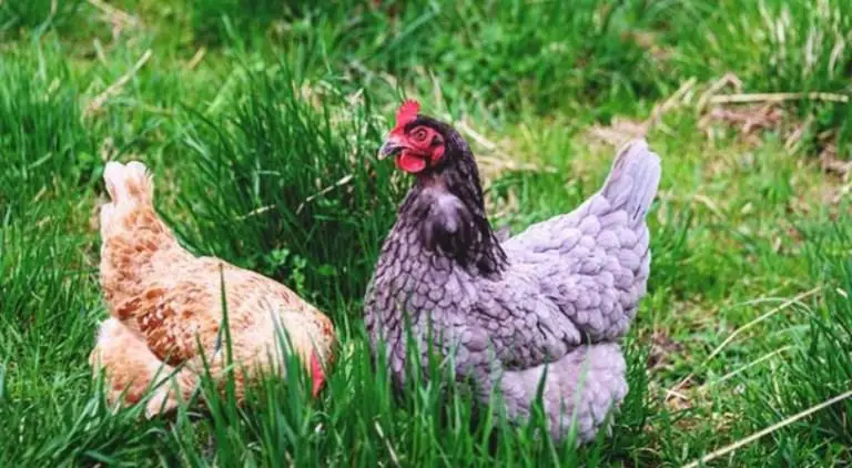 how to keep chickens out of your yard