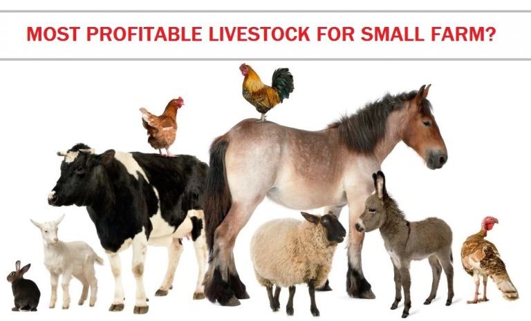 What is the Most Profitable Livestock For Small Farm? - Sand Creek Farm