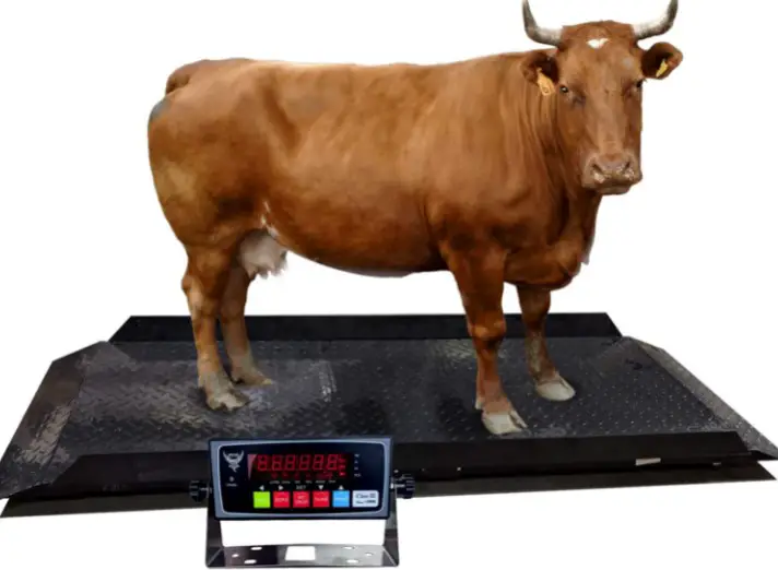 portable livestock scale