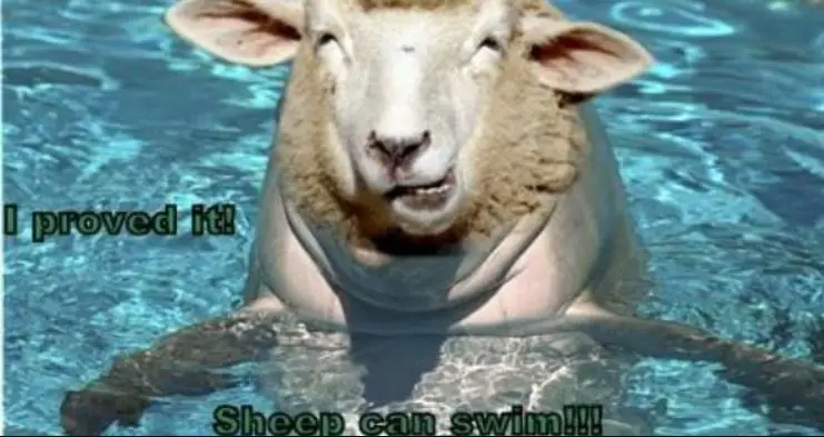 sheep can swim