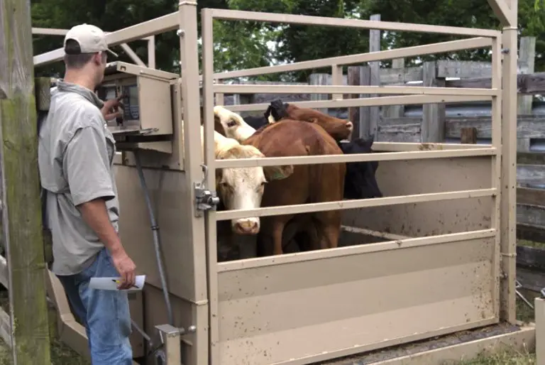 stationary livestock scale