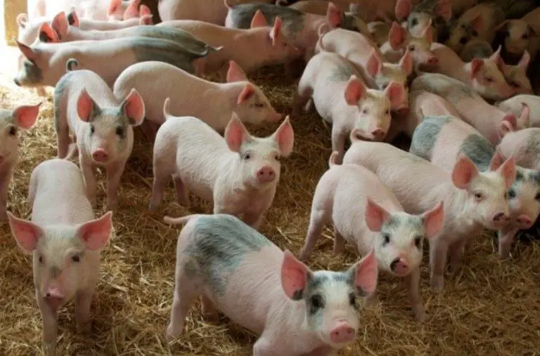 What Is A Group Of Pigs Called? - Sand Creek Farm