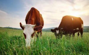 What Do Cows Like To Eat? - Sand Creek Farm