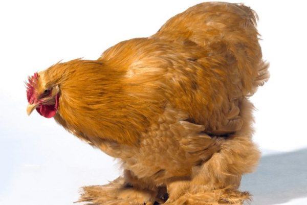 top-10-beautiful-yellow-chicken-breeds-sand-creek-farm