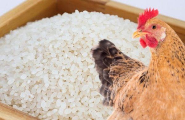 can-chickens-eat-uncooked-rice-sand-creek-farm