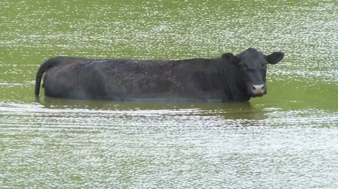 can cows swim