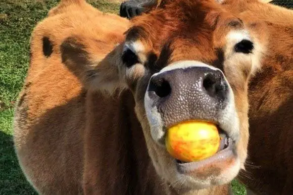 cow favorite treat, such as apple