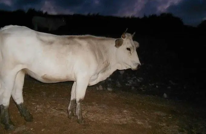 cow in the night
