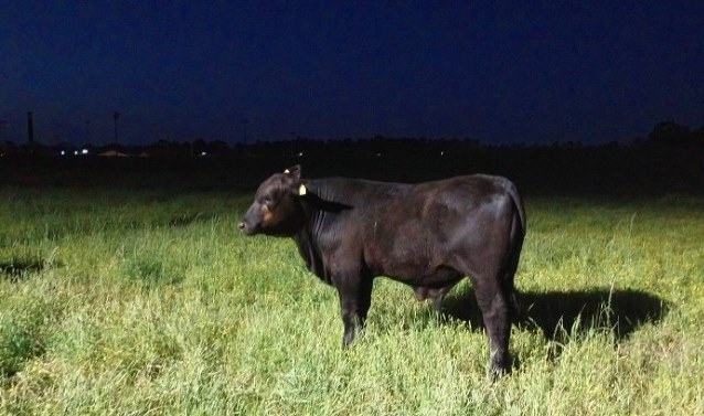 cow moo at night