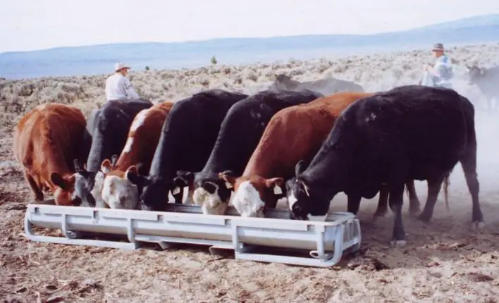 let cows eat in a bunk