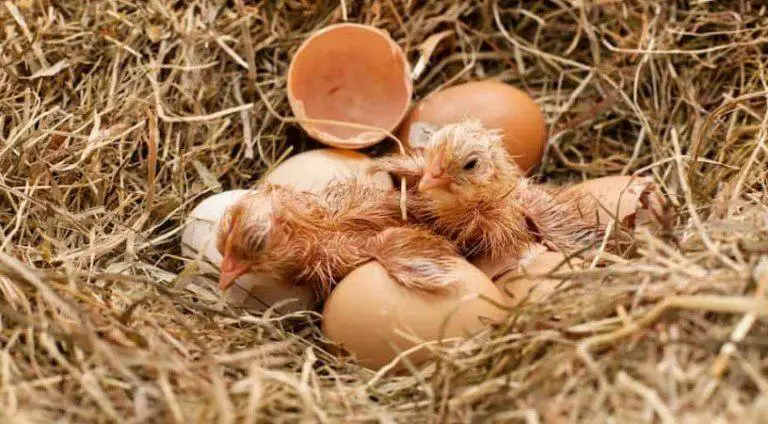 treats for baby chicks