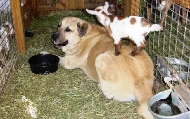 Anatolian Shepherd and Goat