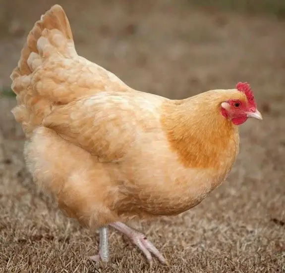 Buff Orpington chicken