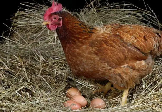 Do Chickens Lay Eggs Without A Rooster