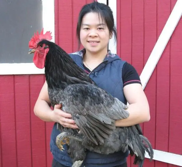 jersey giant chicken weight