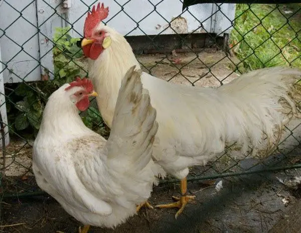 Leghorn chickens